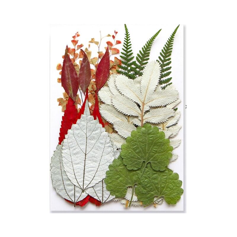 Csparkv - Fleurs séchées avec feuilles colorées, emballage en relief, marque-pages avec fleurs pressées, vraies feuilles, spécimens de plantes, étui