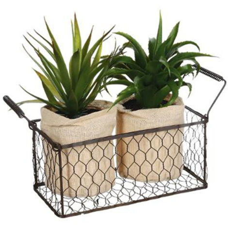 Lot de 2 Aloe Vera & Panier "Well" 23cm Vert