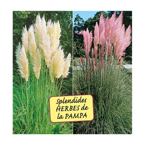 LOT DE 2 HERBES DE LA PAMPA