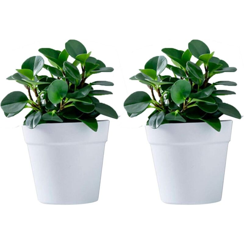 Shining House - Lot de 2 pots de fleurs muraux en plastique à suspendre pour l'intérieur, l'extérieur, le jardin, le balcon, gris