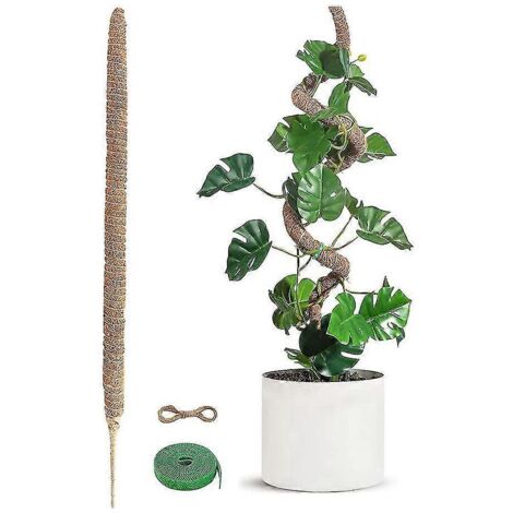 Lot de 2 tuteurs en mousse flexibles, idéaux pour offrir aux amoureux des plantes, renforcés par une structure en coque de noix de coco de haute qualité.