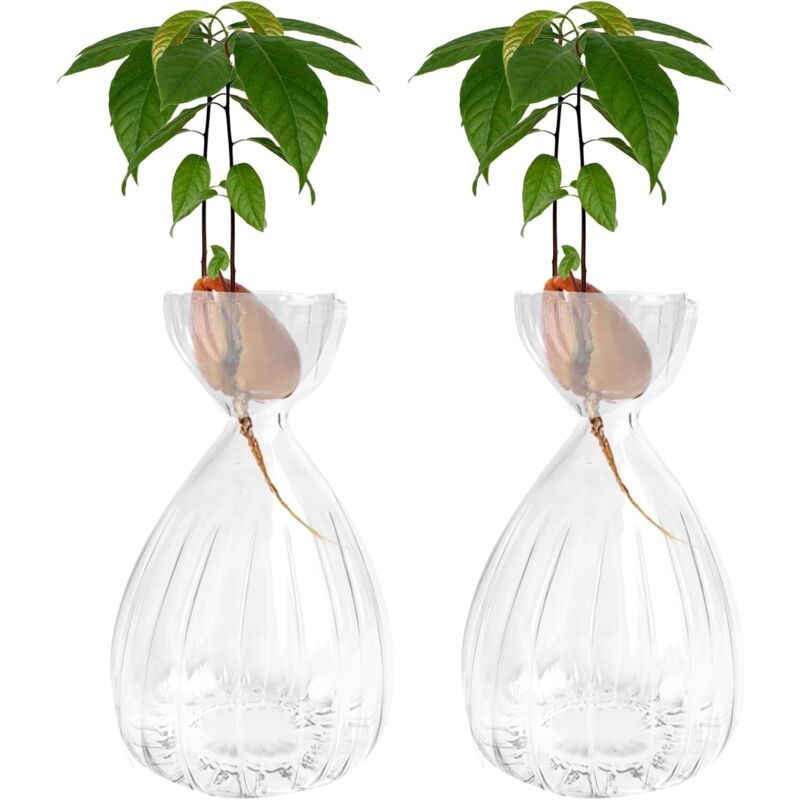 Lot de 2 vases verre rayés pour germer avocat, transparents, déco maison/table/bureau
