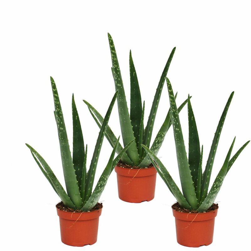 Exotenherz - Lot de 3 - Aloe vera - env. 2 ans - 10,5cm pot