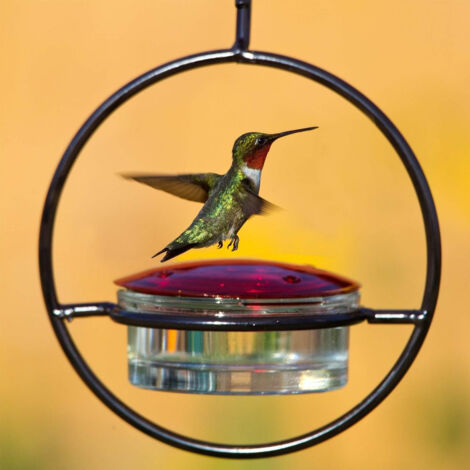 Lot de 3 Mangeoires pour Colibris en Métal - Distributeurs de Nectar Suspendus Simples et Élégants pour Jardin