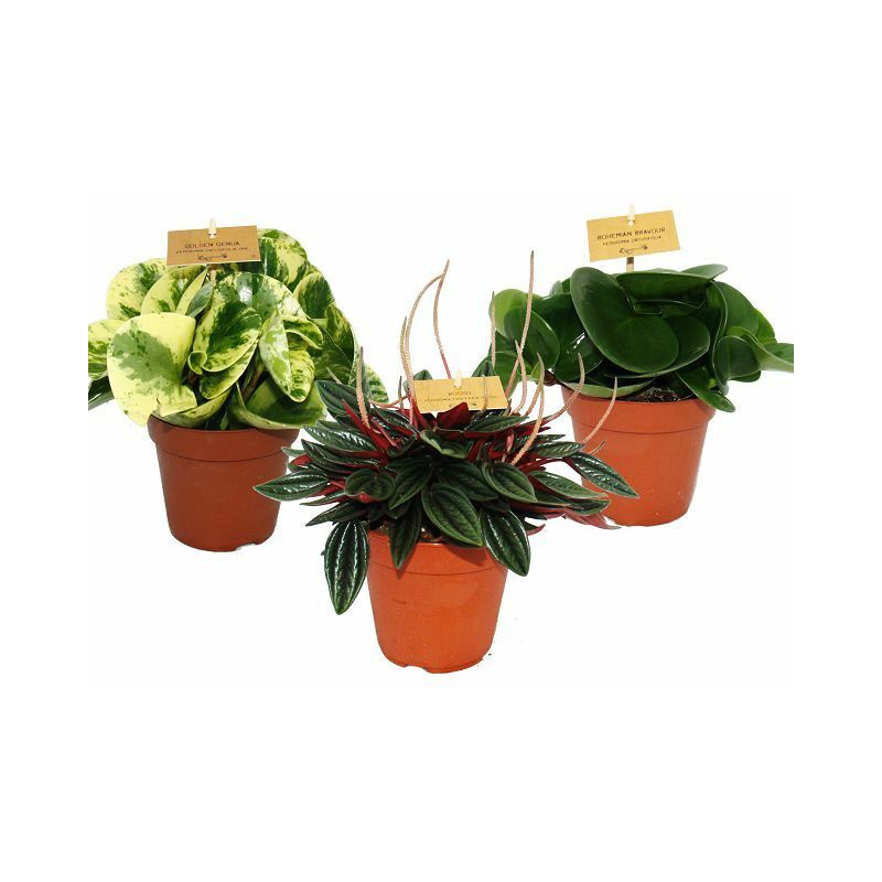 Lot de 3 poivrons miniatures, Peperomia, Eden-Mix, 3 plantes dans un pot de 12 cm