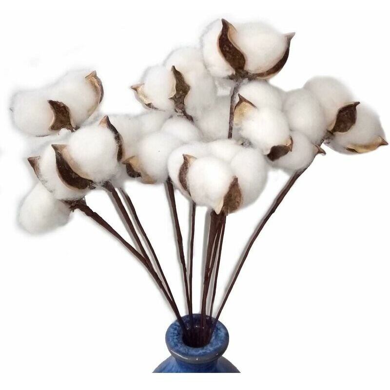 Ahlsen - Lot de 30 véritables fleurs de coton séchées avec tige, 30 cm - white