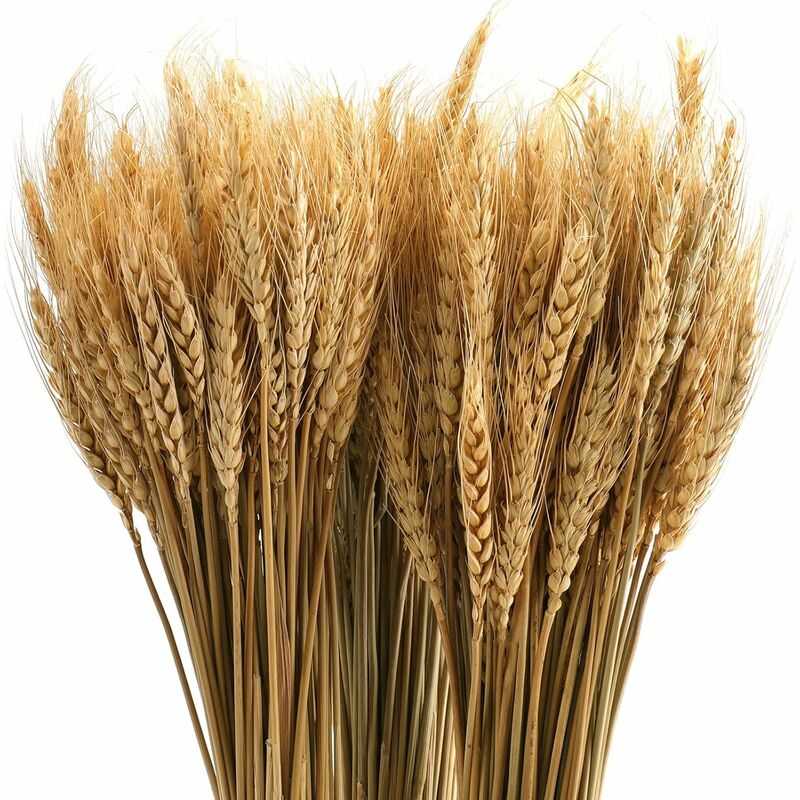 Lot de 300 tiges de 40,6 cm de gerbes de blé séchées, lot de tiges de blé naturelles pour bricolage, table à la maison, mariage.