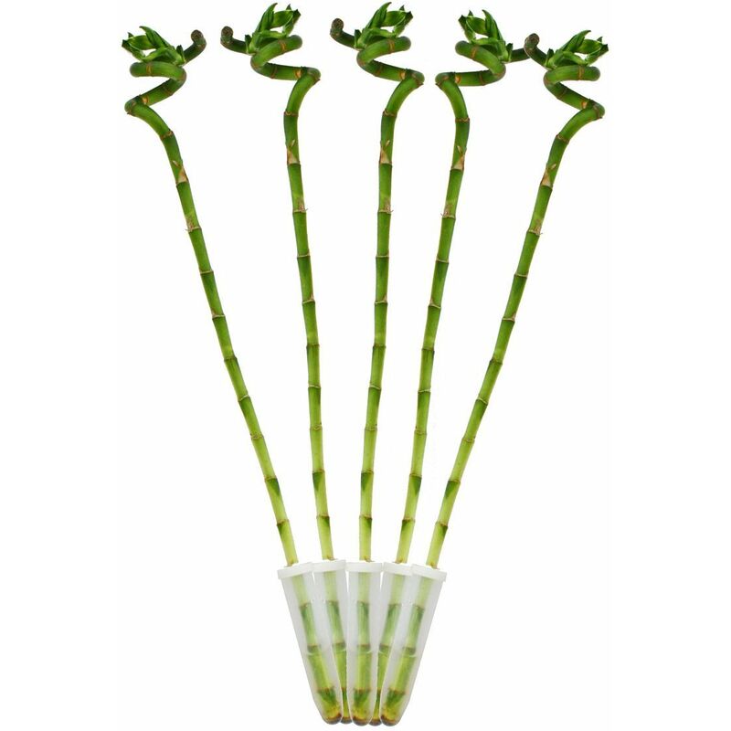 Exotenherz - Lot de 5 bambous porte-bonheur 'Lucky Bamboo' - en forme de spirale - dans un tube - Dracaena Sanderiana - env.40 cm de haut