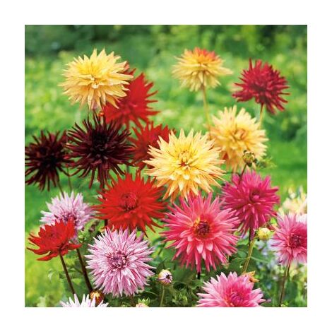 LOT DE 5 DAHLIAS CACTUS