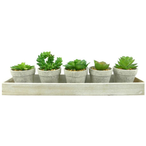 Lot de 5 Plantes & Plateau "Succulente" 13cm Gris