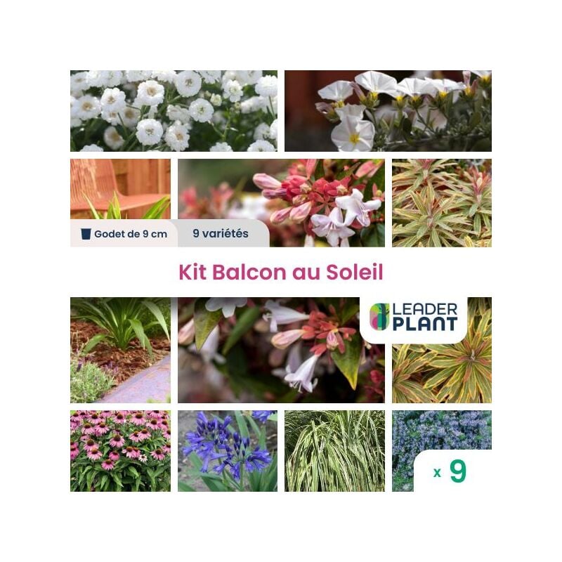 Leaderplantcom - Kit pour Balcon ou Terrasse au Soleil - Lot de 9 plants en godet