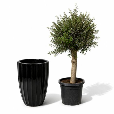 Lot olivier + pot grande taille HUGO 55x71cm noir, fait main en terre cuite émaillée