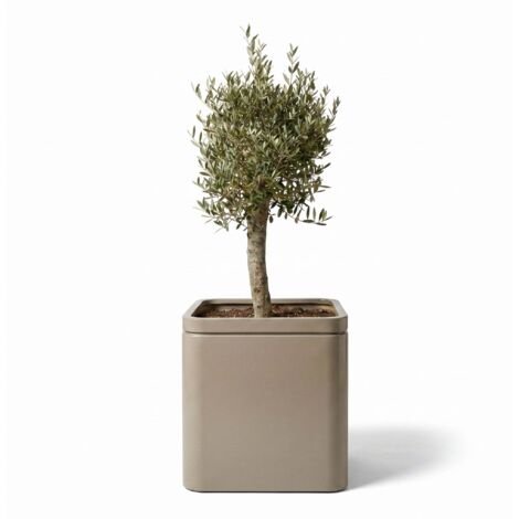 Lot olivier + pot grande taille infinity square 60x60cm champagne, fait main en acier inoxydable