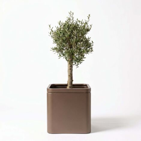 Lot olivier + pot grande taille infinity square 60x60cm taupe, fait main en acier inoxydable