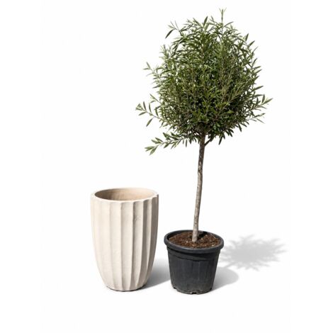 Lot olivier + pot HUGO 44x59cm crème, fait main en terre cuite émaillée