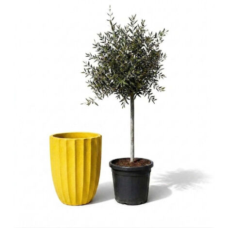 Lot olivier + pot HUGO 44x59cm jaune, fait main en terre cuite émaillée