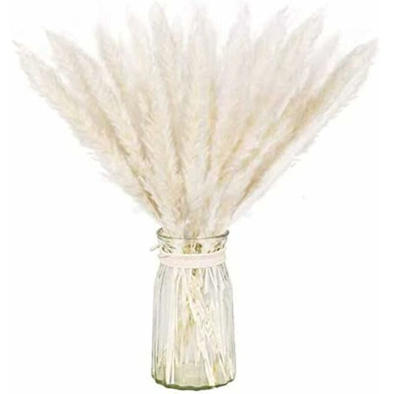 Choyclit - Lot séché naturel d'herbe de pampa pour la décoration intérieure (20pcs, blanc).