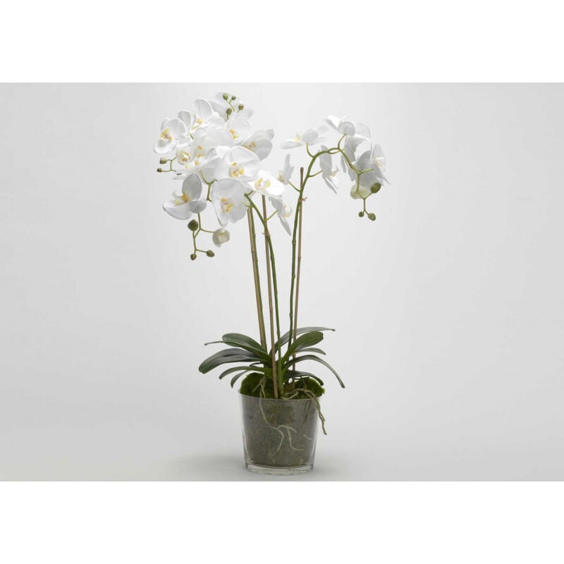 Lou De Castellane - Orchidée Phalae Diva blanc 91 cm - Blanc