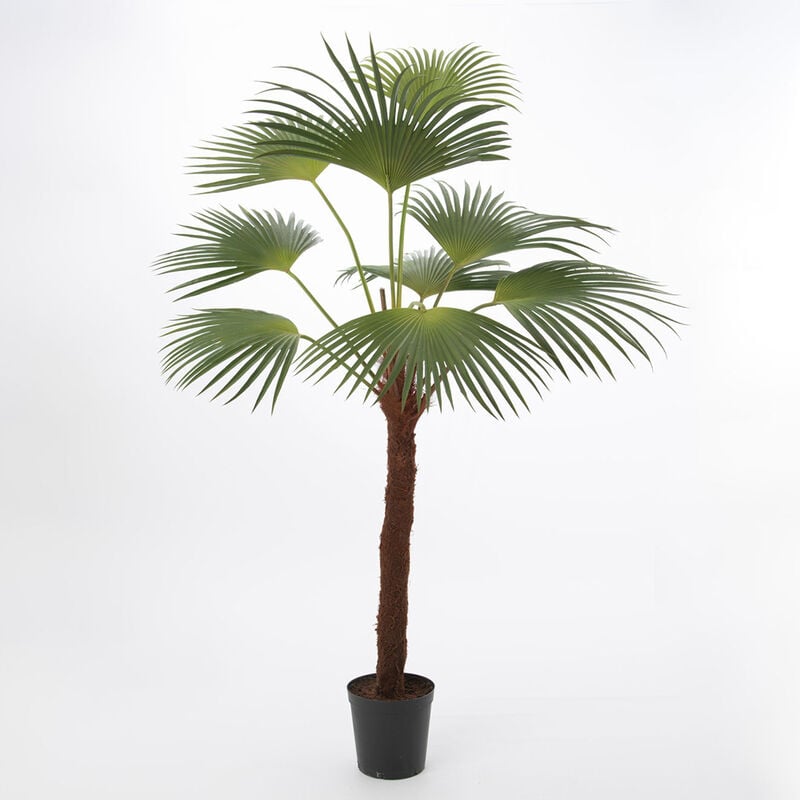 Lou De Castellane - Palmier Palm royal 215 cm - Vert