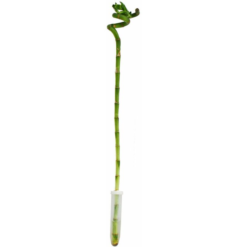 Lucky Bamboo 'Lucky Bamboo' - en forme de spirale - dans un tube - Dracaena Sanderiana - env.40 cm de hauteur