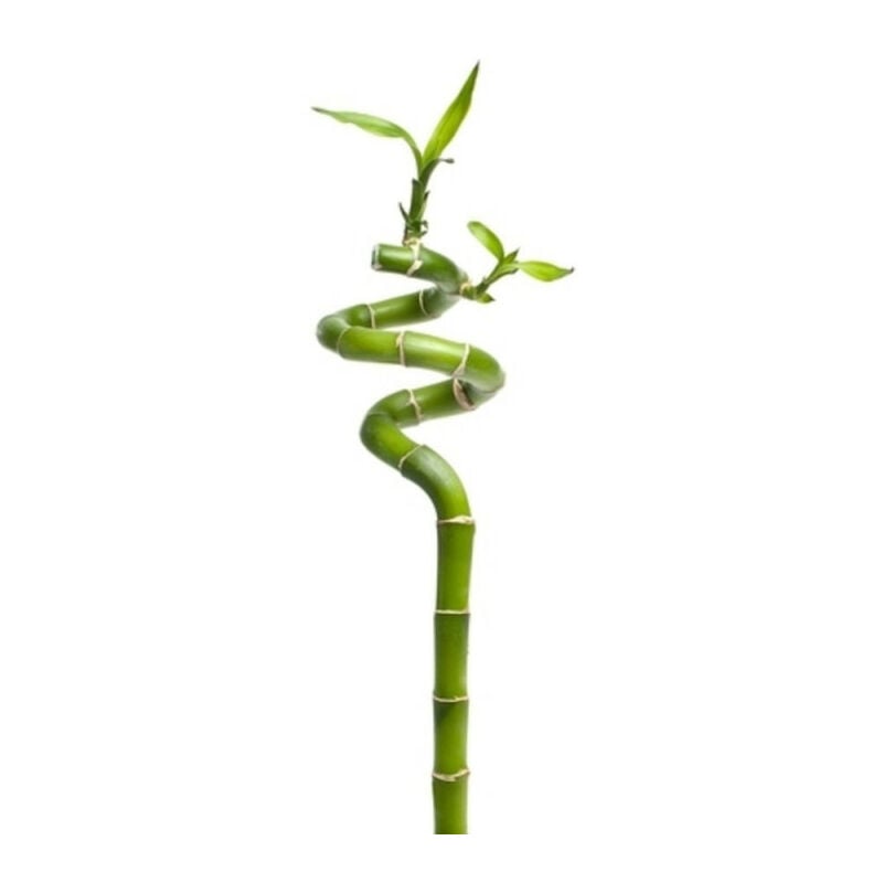 

LUCKY BAMBU ESPIRAL - 40cm