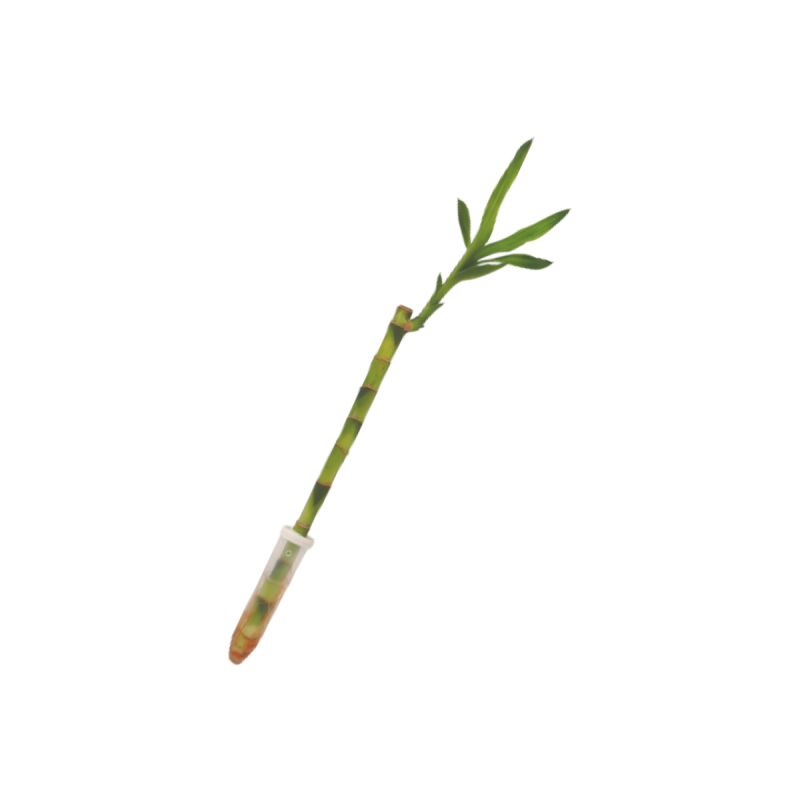

Lucky Bambu Recto 30Cm