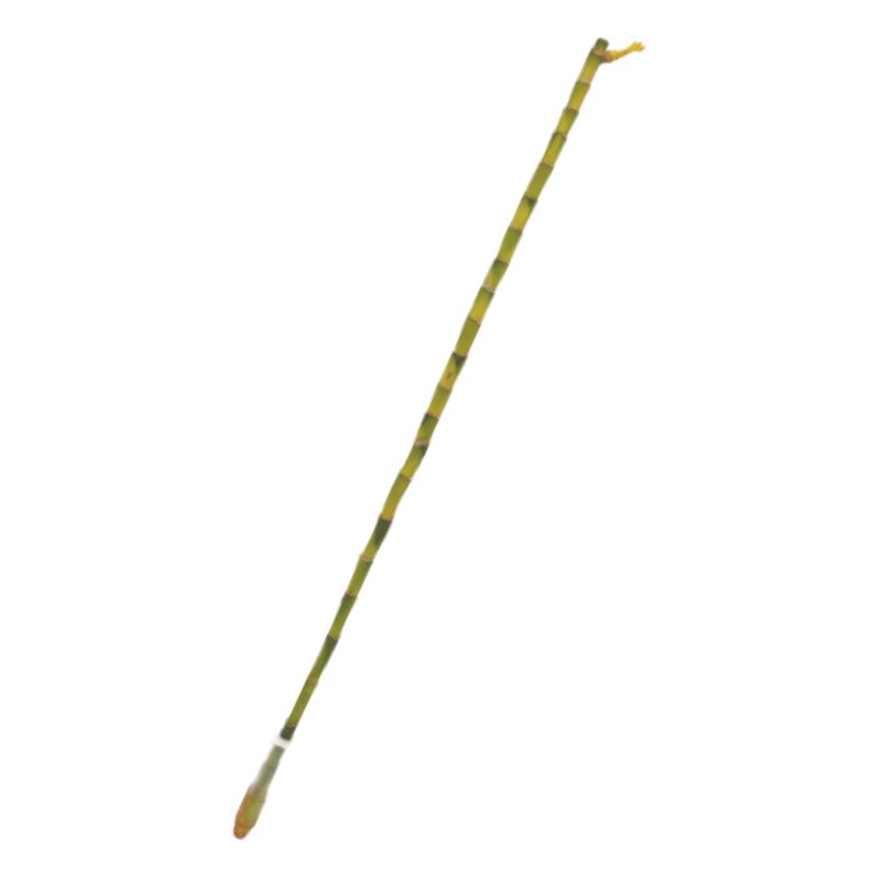 

Lucky Bambu Recto 80Cm