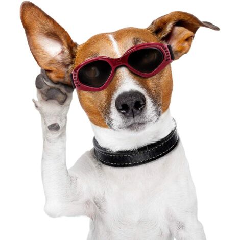 Lunettes de soleil pour animaux de compagnie (rouge)-