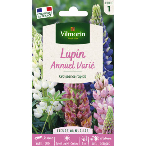 Lupin Annuel Varié Vilmorin