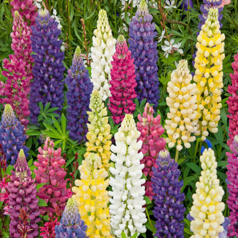 Lupin de Russel Varié Vilmorin