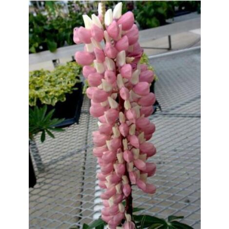 Lupin 'Gallery Pink' Godet de 8/9 cm