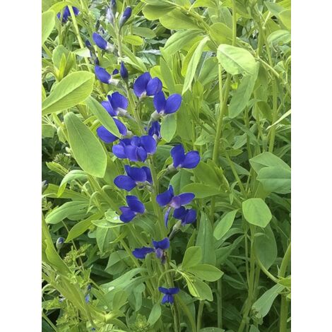 Lupin indigo 'Caspian Blue' Godet de 8/9 cm
