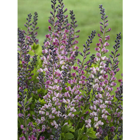Lupin indigo 'Decadence Pink Truffles' Godet de 8/9 cm