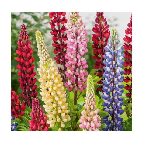 LUPIN POLYPHYLLE DE RUSSEL - 2 G - Graines