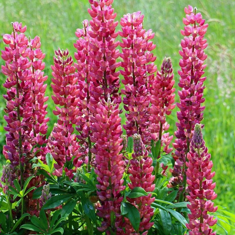 Lupin The Pages | Conditionnement: Lot de 5 godets