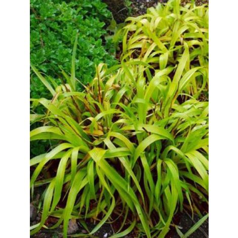 Luzule des bois 'Solar Flare' Godet de 8/9 cm