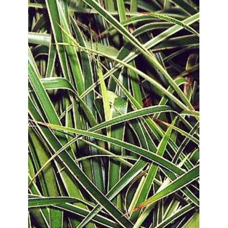 Luzule sylvatica 'Marginata' Godet de 8/9 cm