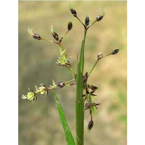 Luzule velue Godet de 8/9 cm
