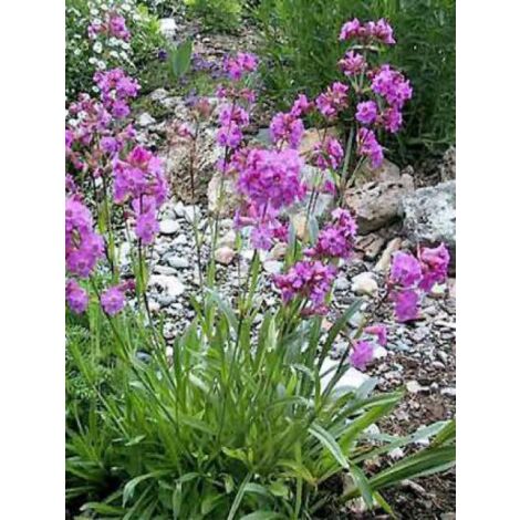 Lychnis des Alpes Godet de 8/9 cm