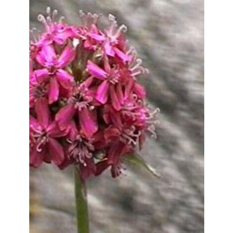 Lychnis viscaria 'Splendens' Godet de 8/9 cm