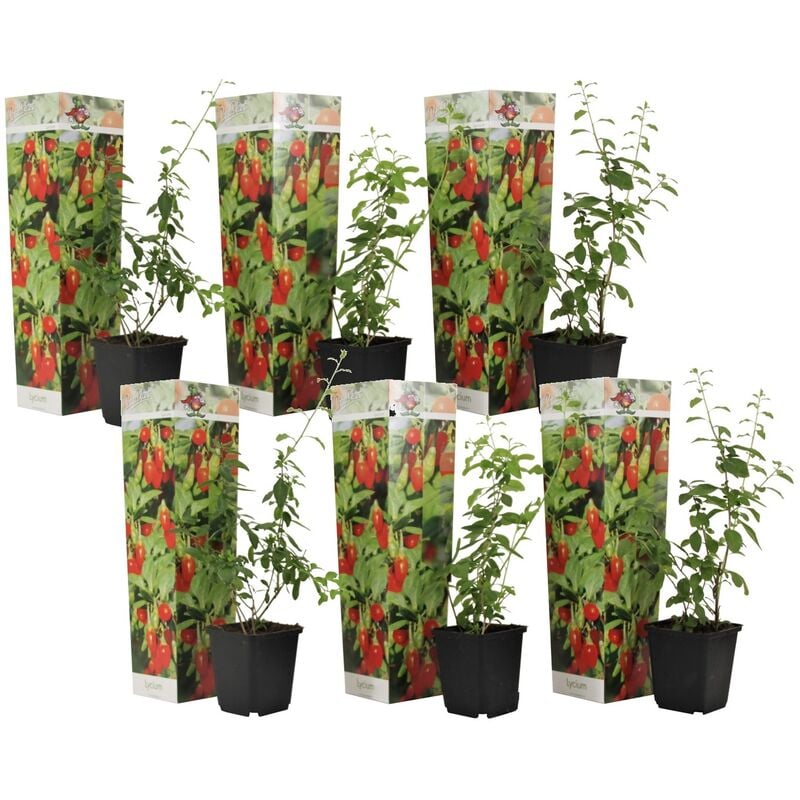 Plant In A Box - Lycium Barbarum - Set de 6 - Plantes de Goji - Pot 9cm - Hauteur 25-40cm - Violet