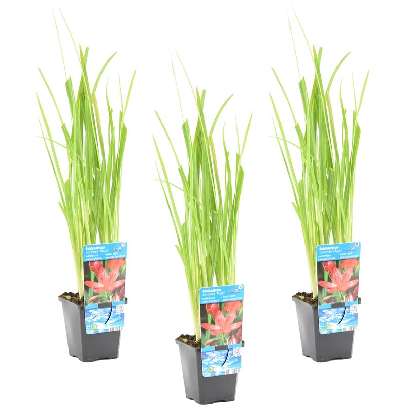 Bloomique - Lys des Cafres Rose - Schizostylis 'Mrs Hegarty' - par 3 Pièces - Plante d'étang Dans un Pot de Culture - ⌀ 9 cm - ↕10-20 cm