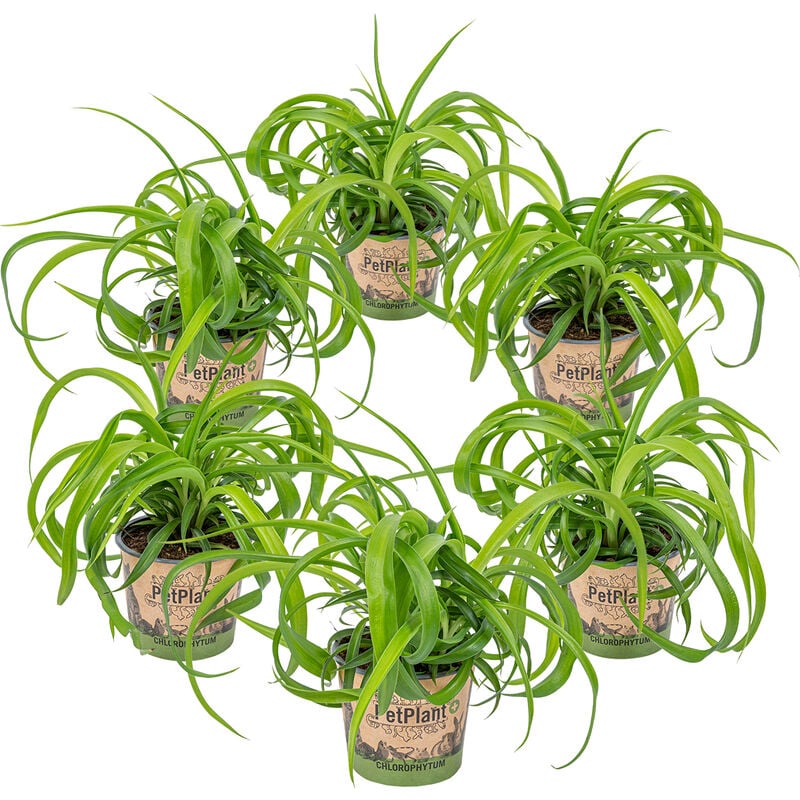 Lys d'herbe - Chlorophytum 'Green Bonnie' 6 pièces - PetFriendly - Plante d'intérieur ⌀12 cm - ↕25 cm - Green