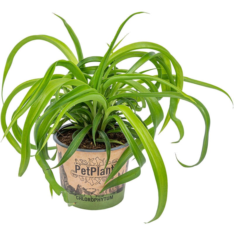Lys d'herbe - Chlorophytum 'Green Bonnie' chaque - PetFriendly - Plante d'intérieur ⌀12 cm - ↕25 cm