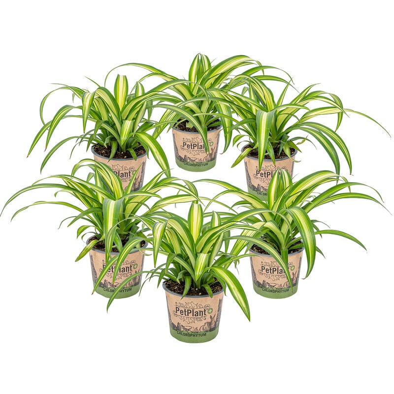 Bloomique - 6x Chlorophytum 'Hawaiian' - Animaux acceptés - Purificateur d'air - ⌀12 - ↕25 cm - Green