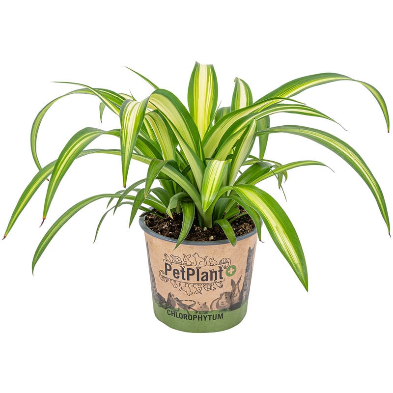 Bloomique - Lys d'herbe - Chlorophytum 'Hawaiian' chaque - PetFriendly - Plante d'intérieur ⌀12 cm - ↕25 cm