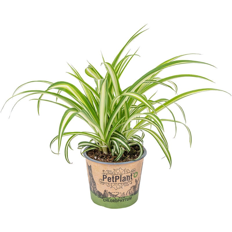 Lys d'herbe - Chlorophytum 'Variegatum' chaque - PetFriendly - Plante d'intérieur ⌀12 cm - ↕25 cm - Green