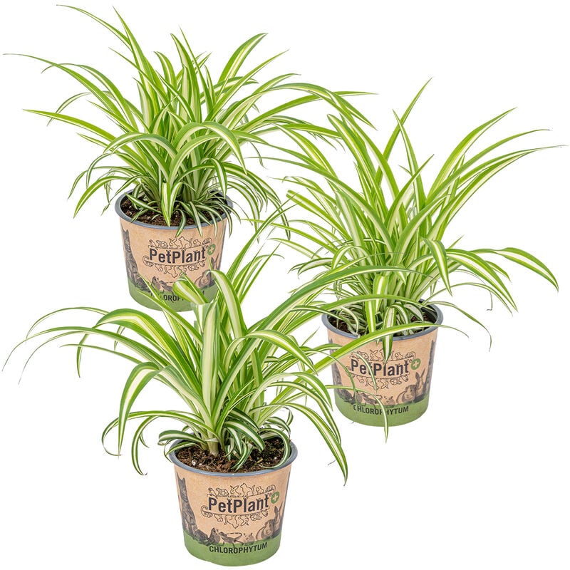 Lys d'herbe - Chlorophytum 'Variegatum' par 3 pièces - PetFriendly - Plante d'intérieur ⌀12 cm - ↕25 cm