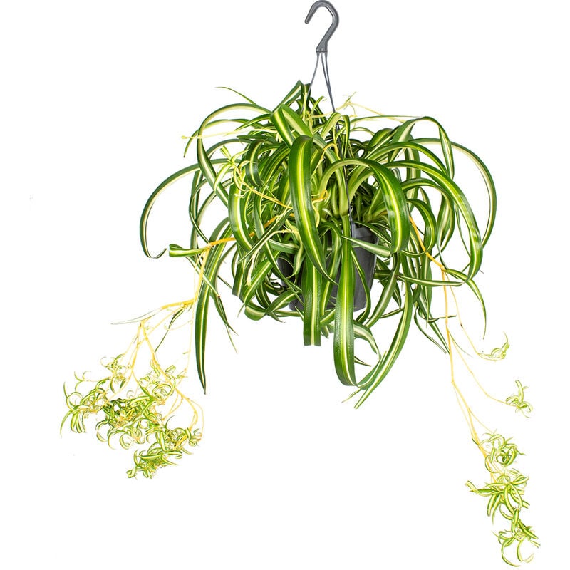 Bloomique - Chlorophytum 'Green Bonnie' - Animaux acceptés - Nénuphar en pot suspendu - ⌀17 - ↕35 cm - Green
