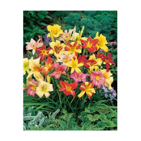 LYS PERPETUELS EN MELANGE